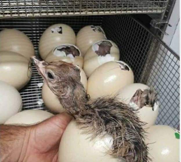 Almanara Exports Gallery Image